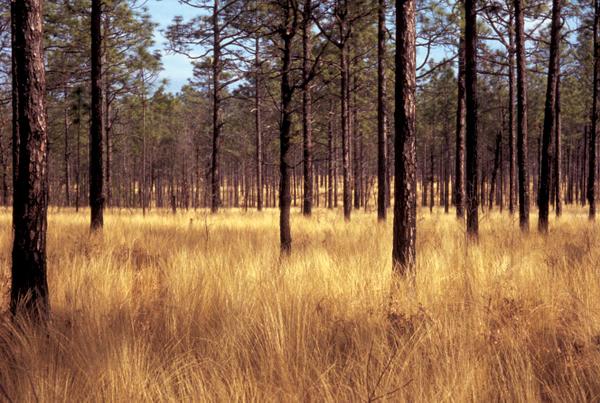 Stand of pine trees with grasses growing below them